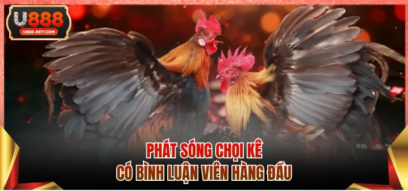 Phát sóng chọi kê có bình luận viên hàng đầu